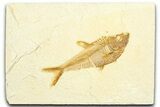Detailed Fossil Fish (Diplomystus) - Wyoming #360746-1